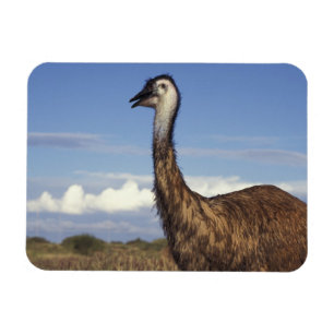 Australia, Western Australia. Emu (Dromaius Magnet