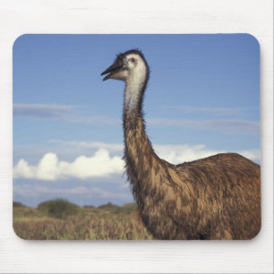 Australia, Western Australia. Emu (Dromaius Mouse Mat