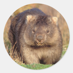 Australia Wombat Classic Round Sticker