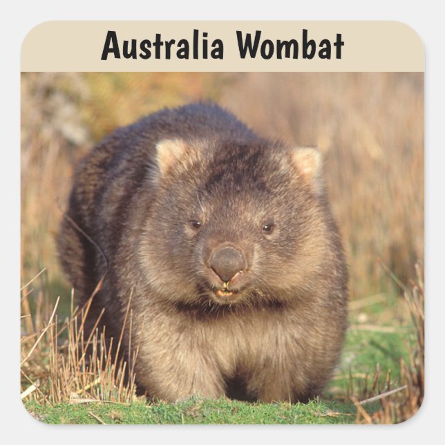 Australia Wombat Square Sticker (Front)