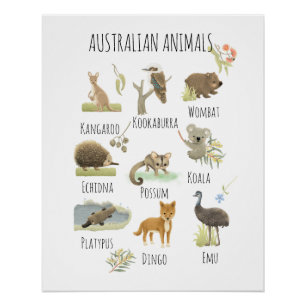 Australian Animals  Poster