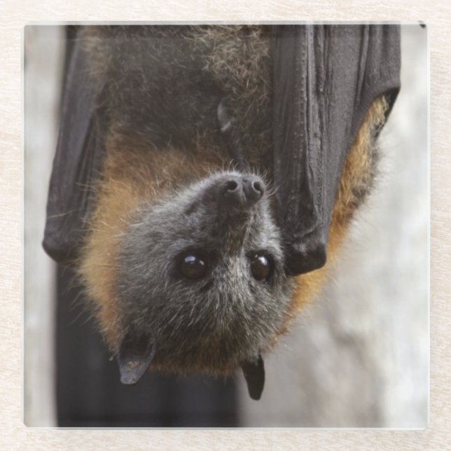 Australian Bat Glass Coaster (Front)