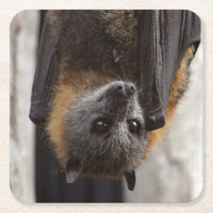 Australian Bat Square Paper Coaster