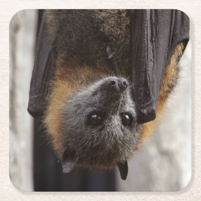 Australian Bat Square Paper Coaster (Front)