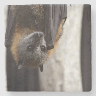 Australian Bat Stone Coaster