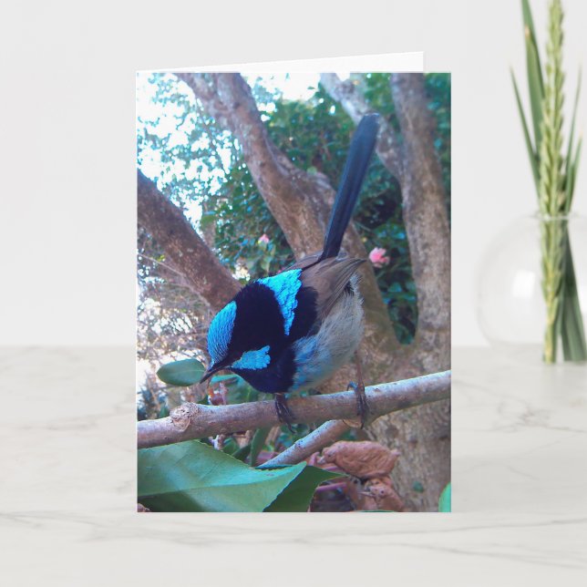 Australian bird, Superb Fairy Wren. Card (Front)