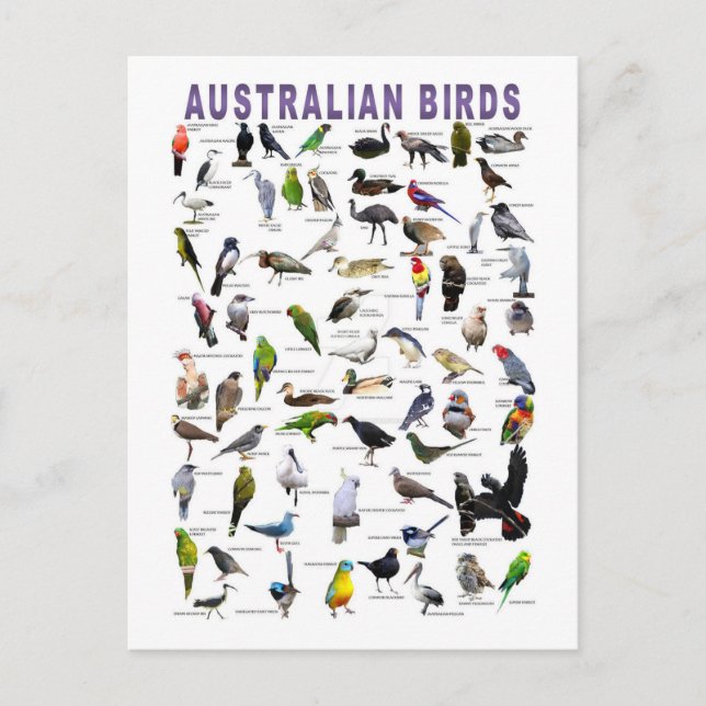 Australian Birds Chart postcard (Front)