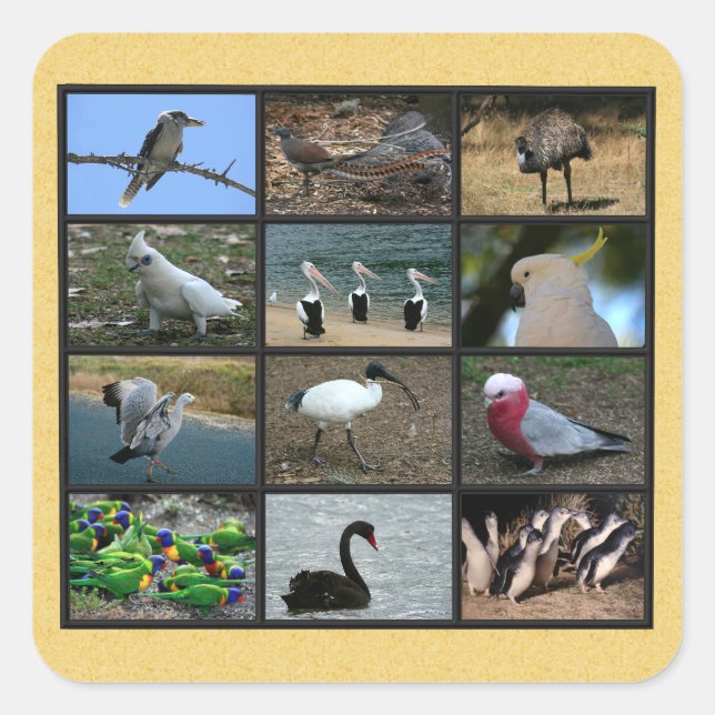 Australian Birds Square Sticker (Front)