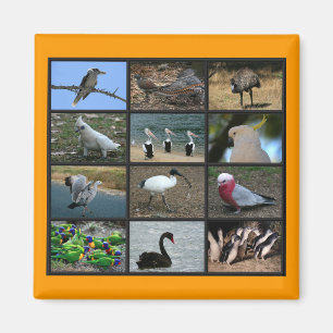 Australian Birdwatchers Collage Magnet