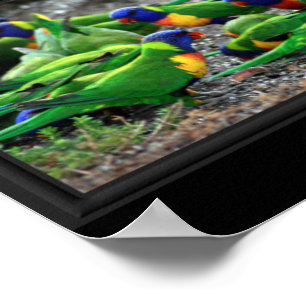 Australian Birdwatchers Collage Poster