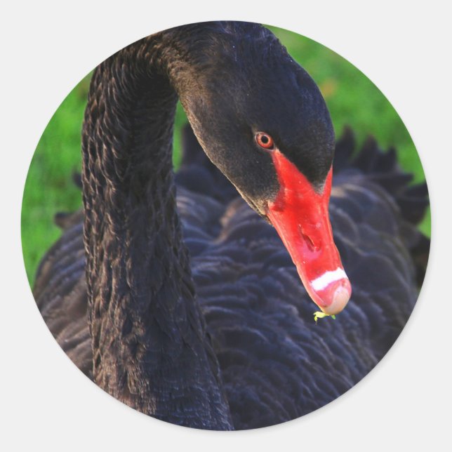 Australian Black Swan Classic Round Sticker (Front)