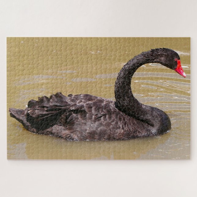 Australian black swan jigsaw puzzle (Horizontal)