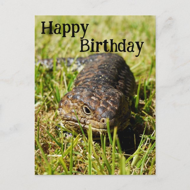 Australian Blue Tongue Lizard, Birthday Postcard (Front)
