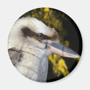 Australian Blue Winged Kookaburra, Magnet