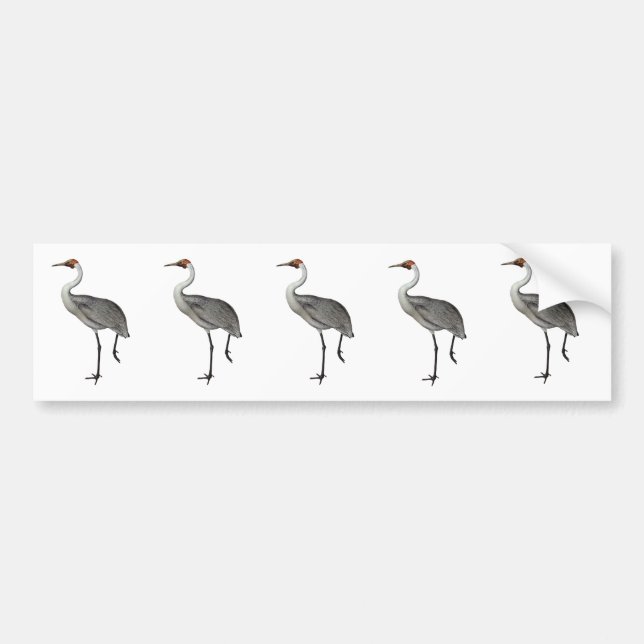 Australian Brolga Bumper Sticker (Front)
