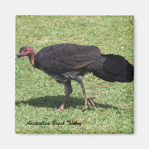 Australian Brush (Bush) Turkey