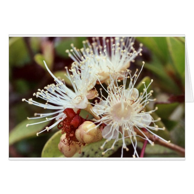 Australian Bush Cherry  (Front Horizontal)