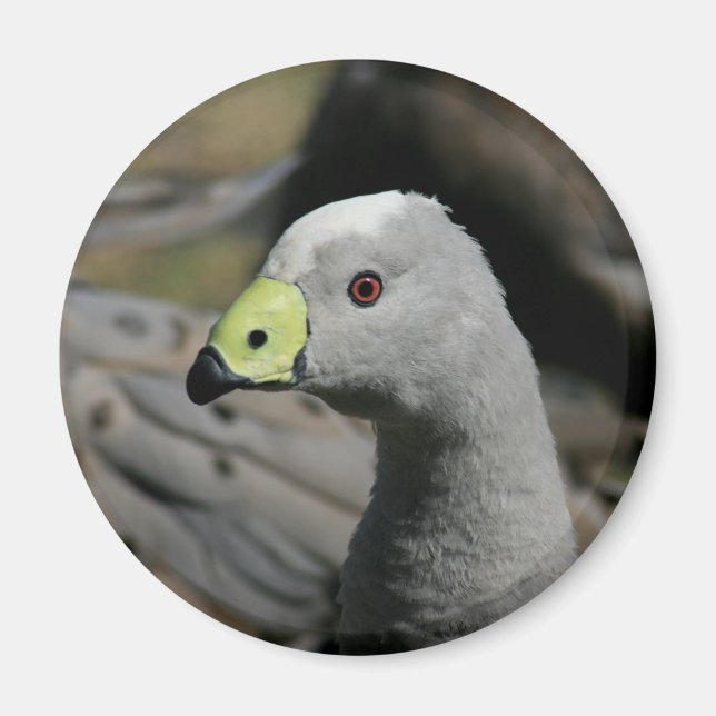 Australian Cape Barren Goose Magnet (Front)