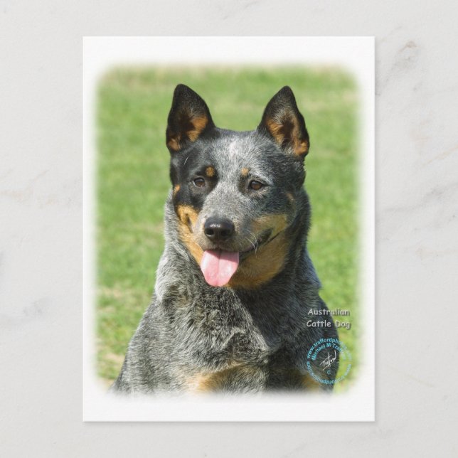 Australian Cattle Dog 9F059D-14 Postcard (Front)