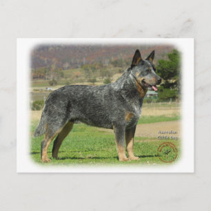 Australian Cattle Dog 9F060D-18 Postcard