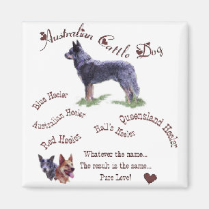 Australian Cattle Dog Art Gifts Magnet