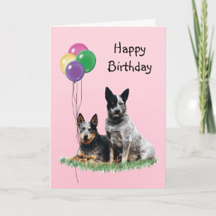 Australian Cattle Dog, Birthday Balloons Card