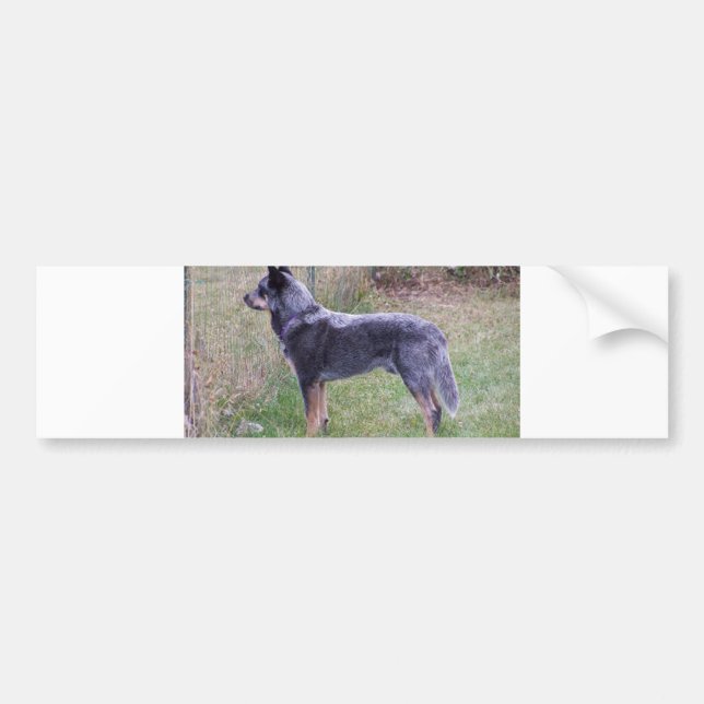 Australian_Cattle_Dog_blue full Bumper Sticker (Front)