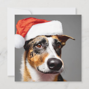 Australian Cattle Dog Christmas