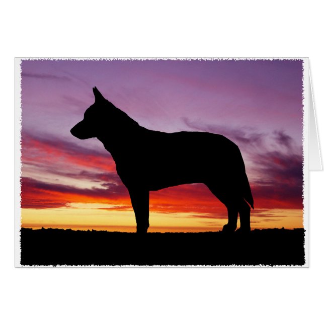 Australian Cattle Dog Greeting Card (Front Horizontal)
