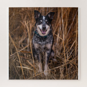 Australian Cattle Dog Heeler Jigsaw Puzzle