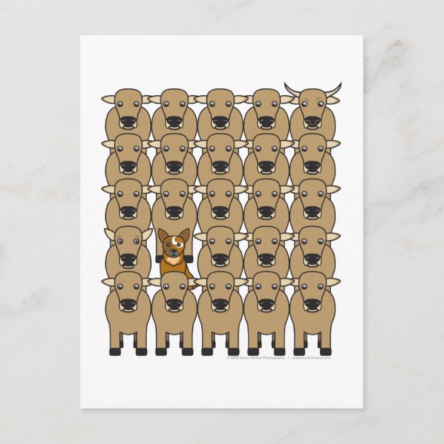 Australian Cattle Dog in the Herd Postcard (Front)