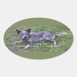 Australian cattle dog love w pic oval sticker