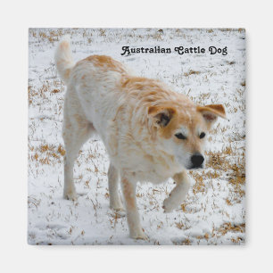 Australian Cattle Dog Magnet