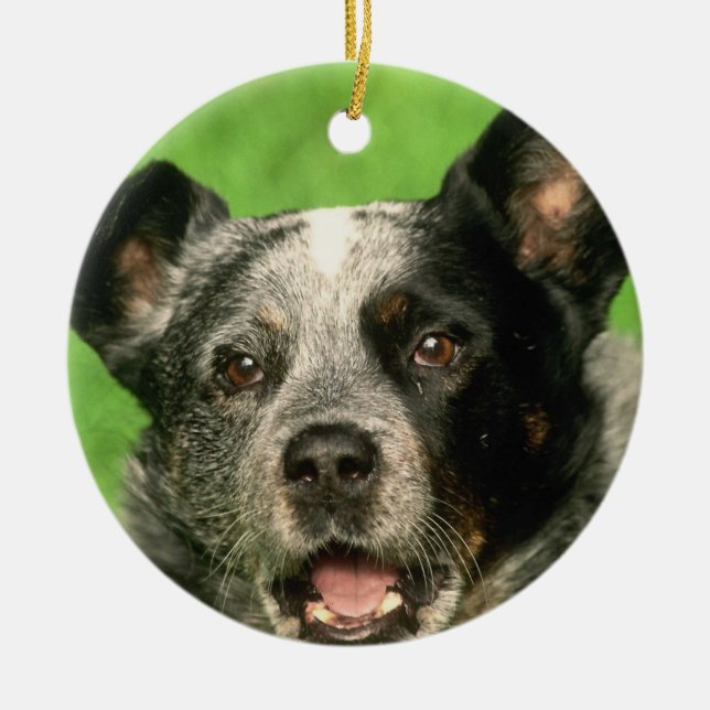 Australian Cattle Dog Ornament (Front)