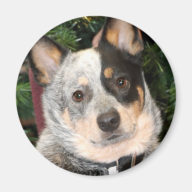 Australian Cattle Dog Photo Magnet (Front)