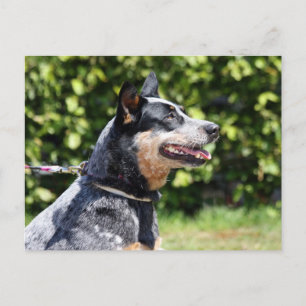 australian cattle dog postcard