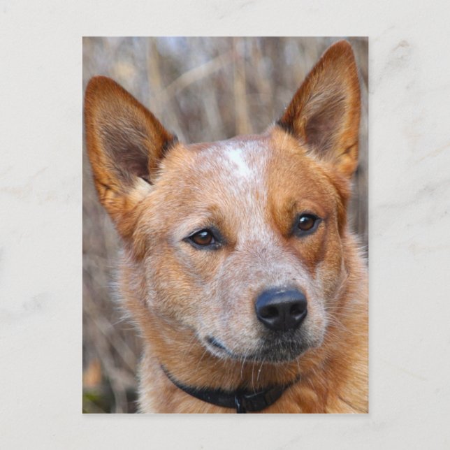 Australian Cattle Dog Postcard (Front)
