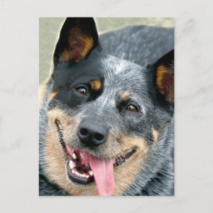 Australian Cattle Dog Postcard