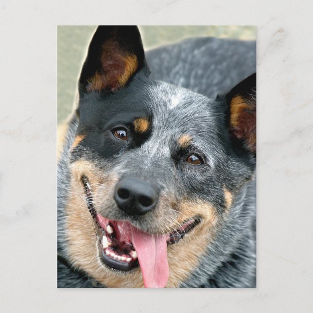 Australian Cattle Dog Postcard (Front)