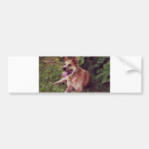 australian cattle dog red laying bumper sticker