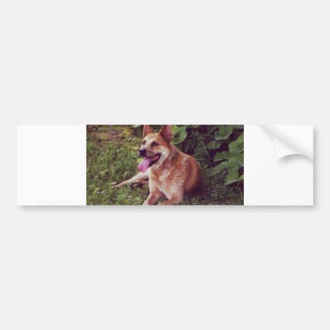 australian cattle dog red laying bumper sticker (Front)