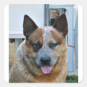 australian cattle dog red.png square sticker