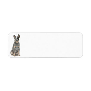 Australian Cattle Dog Return Address Labels