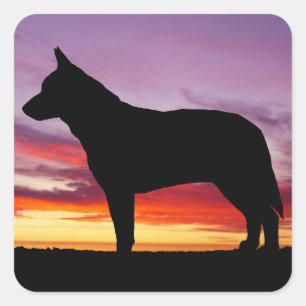 Australian Cattle Dog Square Sticker