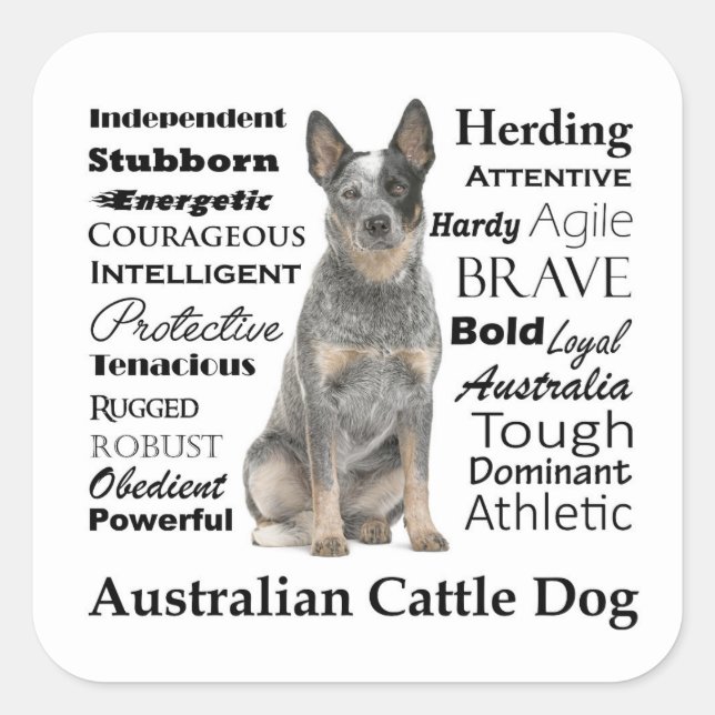 Australian Cattle Dog Stickers (Front)
