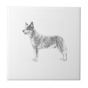 Australian Cattle Dog Tile