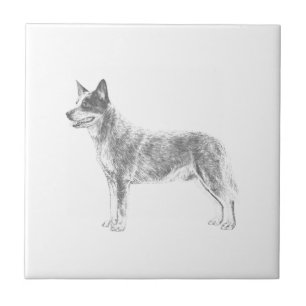 Australian Cattle Dog Tile
