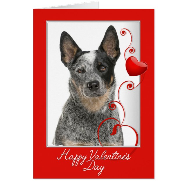 Australian Cattle Dog Valentine (Front)