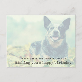 Australian Cattle Dog - Warm greetings from me Postcard