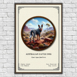 Australian Cattle Dog Zoology Series Poster